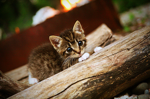 世俱杯官网-俱乐部资金管理缺乏透明度，俱乐部资金管理缺乏透明度的原因